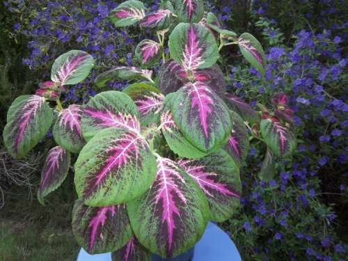 COLEUS SEEDS RAINBOW MIX - 100 COLEUS SEEDS