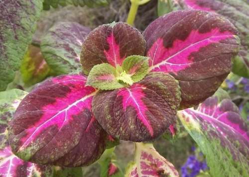 Coleus Seeds Rainbow Mix - 0.25 Grams Coleus Seeds