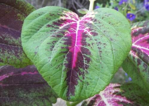 Coleus Seeds Rainbow Mix - 0.25 Grams Coleus Seeds