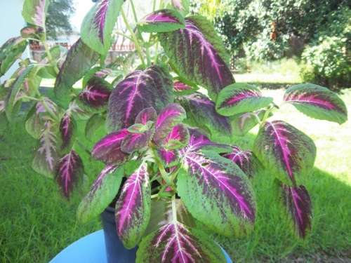 Coleus Seeds Rainbow Mix - 0.25 Grams Coleus Seeds