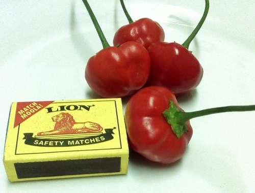 Pickling Pepper - 20 Seeds