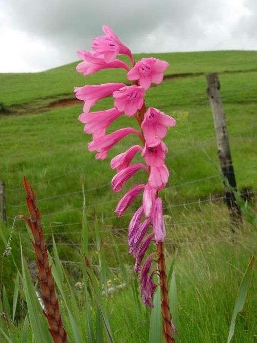 WATSONIA SEEDS CONFUSA - 10  WATSONIA SEEDS