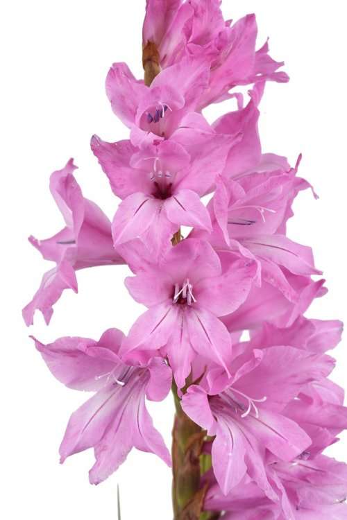 WATSONIA SEEDS CONFUSA - 10  WATSONIA SEEDS