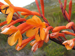 WATSONIA SEEDS ZEYHERI - 10 WATSONIA SEEDS