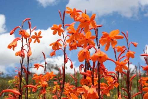 WATSONIA SEEDS ZEYHERI - 10 WATSONIA SEEDS