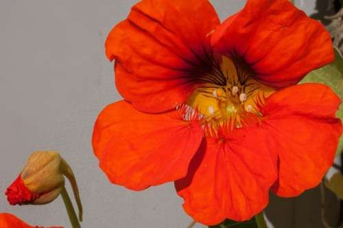NASTURTIUM CLIMBING MIX - 20 GRAMS EDIBLE FLOWER SEEDS