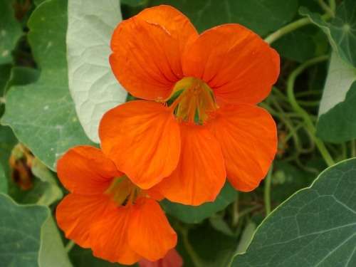 NASTURTIUM CLIMBING MIX - 20 GRAMS EDIBLE FLOWER SEEDS