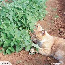 Catnip Herb 100+  Catnip Seeds