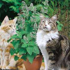 Catnip Herb 100+  Catnip Seeds