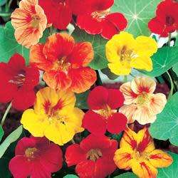NASTURTIUM CLIMBING MIX - 20 GRAMS EDIBLE FLOWER SEEDS