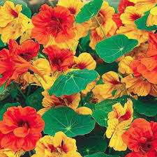 NASTURTIUM CLIMBING MIX - 20 GRAMS EDIBLE FLOWER SEEDS