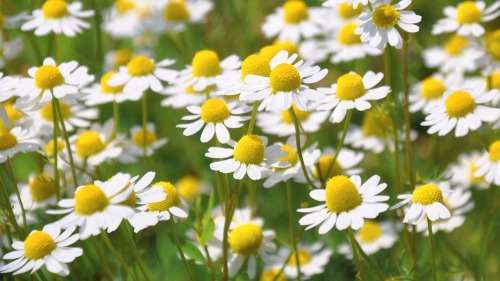 CHAMOMILE SEEDS ROMAN - 300 ROMAN CHAMOMILE SEEDS