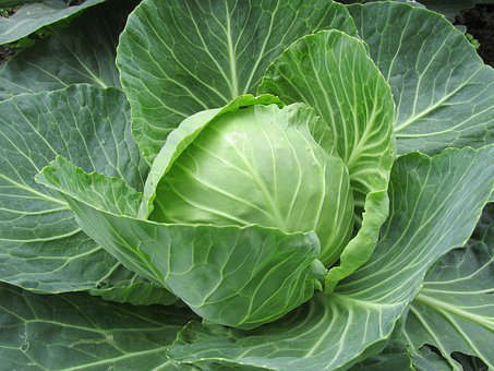 CABBAGE SEEDS GLORY OF ENKHUIZEN - 1000 CABBAGE SEEDS