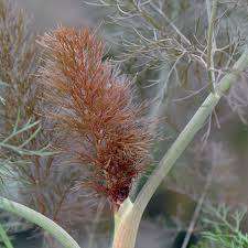 Fennel 100 Seeds `Bronze Fennel`
