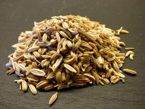 Fennel Seeds Sweet Florence - 200 Fennel Seeds