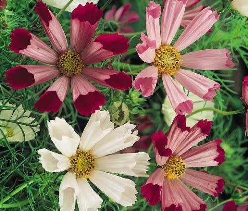 COSMOS SEEDS SEA SHELLS MIX - 10 COSMOS SEEDS