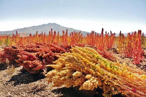 Quinoa Seeds - 200 White Quinoa Seeds