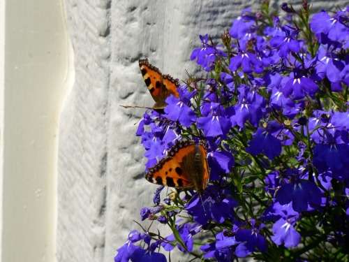 LOBELIA SEEDS CRYSTAL PALACE - 1000 LOBELIA SEEDS