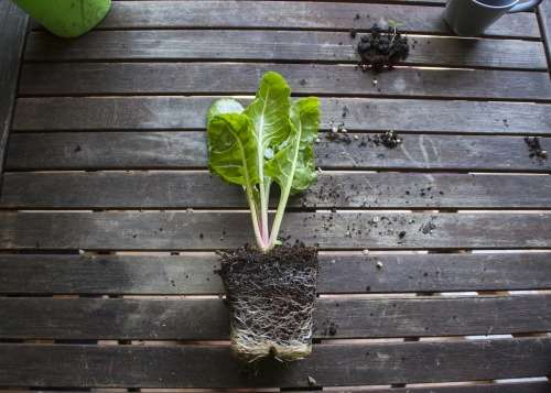 Spinach - Swiss Chard Fordhook Giant 200 Spinach Seeds