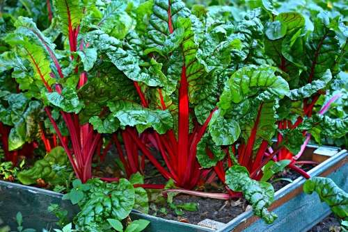 SPINACH - SWISS CHARD  BRIGHT LIGHTS - 100 SPINACH SEEDS