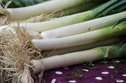 LEEKS CARENTAN - 100 LEEK SEEDS