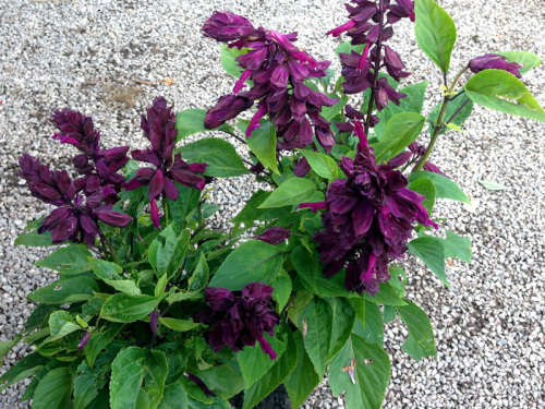 Salvia Seeds Vista Purple - 25 Salvia Seeds
