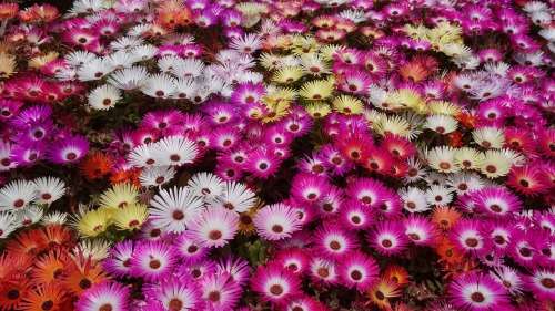 Mesembryanthemum Livingstone Daisy Vygie Mix -1 gram Seeds