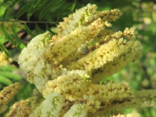 Acacia Caffra - 10 Acacia Seeds