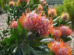 Protea Seeds Leucospermum Glabrum - 5 Protea Seeds