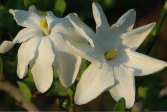 GARDENIA SEEDS VOLKENSII - 10 GARDENIA SEEDS
