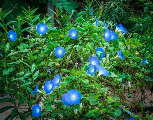 MORNING GLORY -  10 BLUE MORNING GLORY SEEDS