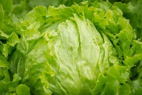 LETTUCE SEEDS BLONDE DE PARIS - 200 LETTUCE SEEDS