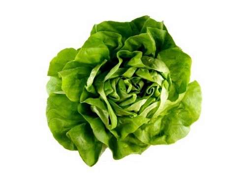 Lettuce Seeds Butterhead Attraction - 2 Grams Bulk Lettuce Seeds