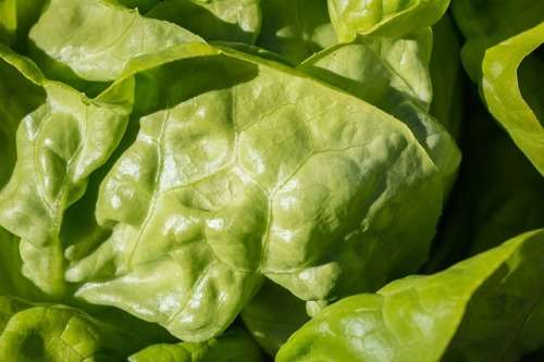 LETTUCE SEEDS BUTTERHEAD ATTRACTION - 200 LETTUCE SEEDS