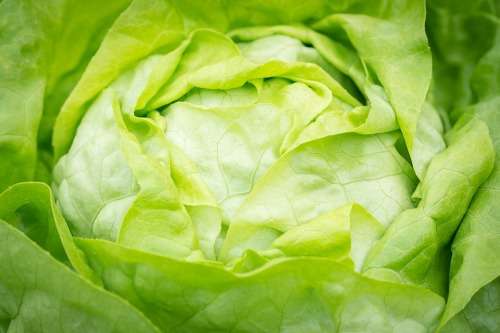 LETTUCE COMMANDER SUMMER VARIETY - 100 LETTUCE SEEDS