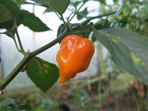 Chillies Orange Habanero Chilli - 10 Chilli Seeds