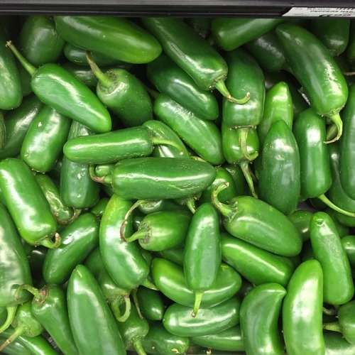 CHILLIES - JALAPENO CHILLI 50 CHILLI SEEDS