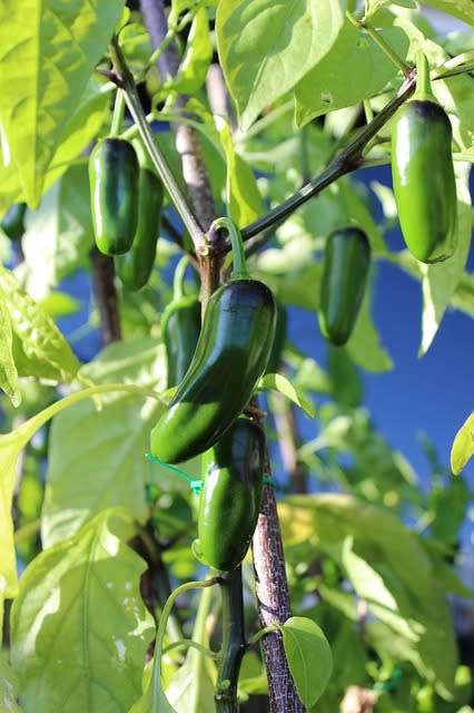 CHILLIES - JALAPENO CHILLI 200 CHILLI SEEDS