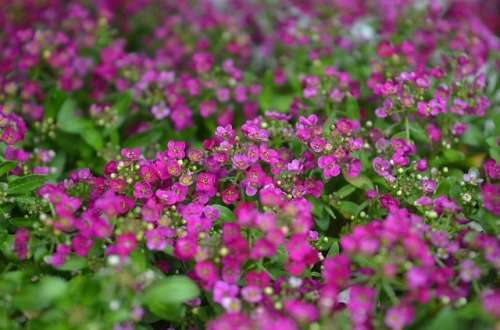 Alyssum Seeds Royal Carpet - 1/4 gram Alyssum Seeds