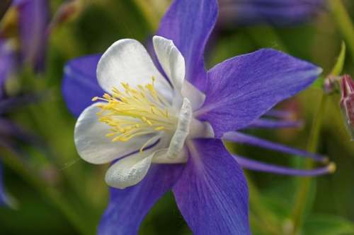 AQUILEGIA SEEDS MCKANAS GIANTS MIX - 100 AQUILEGIA SEEDS