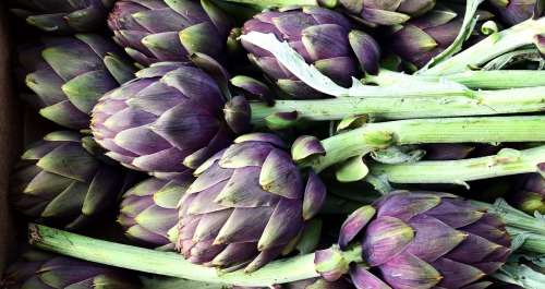 ARTICHOKE SEEDS - VIOLET DE PROVENCE 15 ARTICHOKE SEEDS