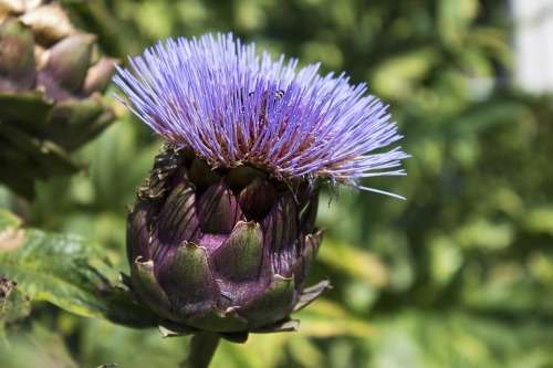 ARTICHOKE SEEDS - VIOLET DE PROVENCE 15 ARTICHOKE SEEDS