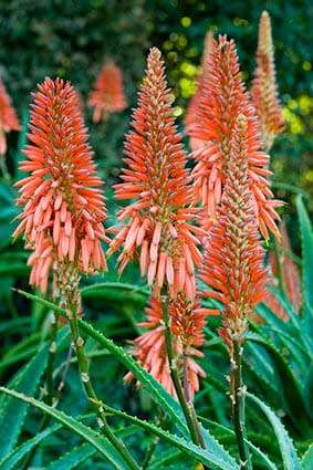ALOE SEEDS ARBORESCENS - 10 ALOE SEEDS