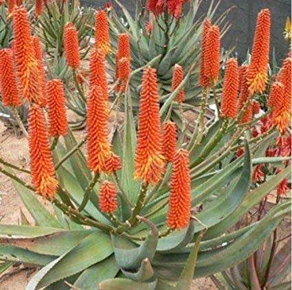 ALOE SEEDS ARBORESCENS - 10 ALOE SEEDS