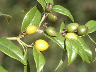 LEMON THORN TREE - 10 CASSINOPSIS ILICIFOLIA SEEDS