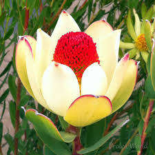 Protea Seeds Leucadendron Discolor - 5 Protea Seeds