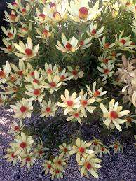 Protea Seeds Leucadendron Discolor - 5 Protea Seeds
