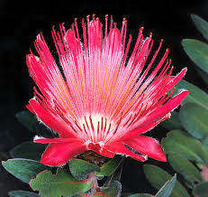 PROTEA SEEDS AUREA SUGAR BUSH  - 5 PROTEA SEEDS