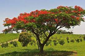 Royal Poinciana Tree - 10 Delonix Regia Seeds
