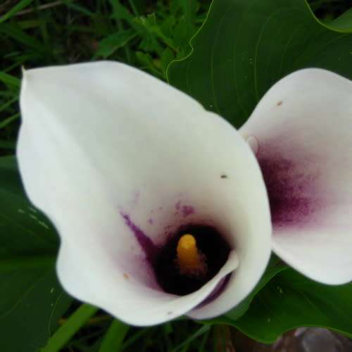 ZANTEDESCHIA SEEDS ALBOMACULATA -  10 ZANTEDESCHIA SEEDS